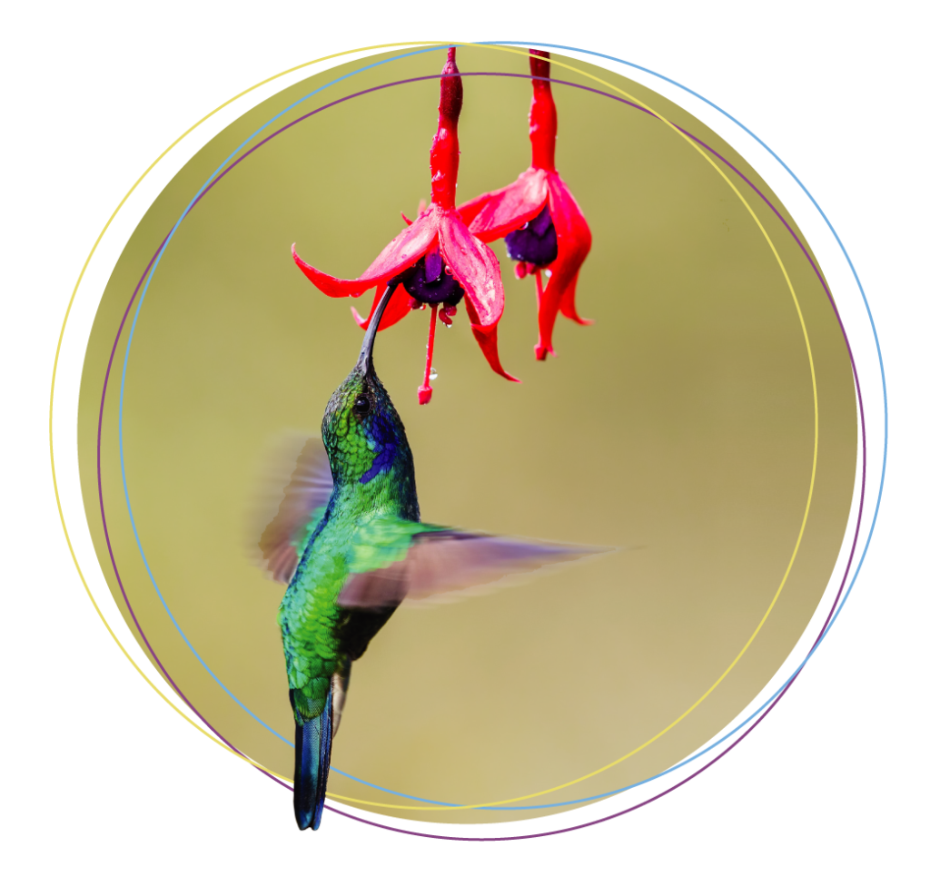 Hummingbird hovering under a hibiscus flower